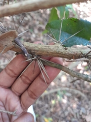 Pereskia aculeata
