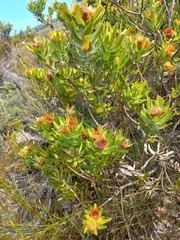 Leucospermum oleifolium