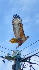 Buteo buteo vulpinus