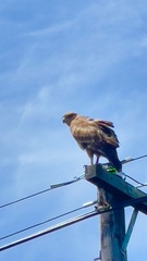 Buteo buteo vulpinus