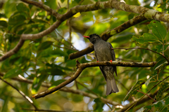 Hypsipetes leucocephalus