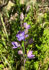 Thelymitra alcockiae