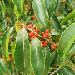 Ilex chinensis