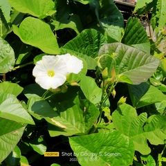 Convolvulaceae