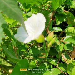 Convolvulaceae