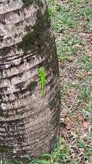 Phelsuma grandis
