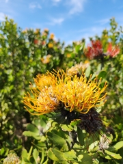 Leucospermum praecox