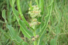 Xysmalobium undulatum