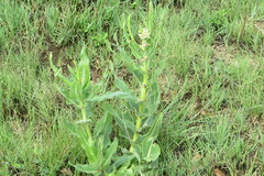 Xysmalobium undulatum