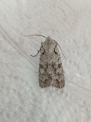 Lithophane ornitopus