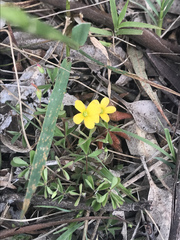 Oxalis exilis