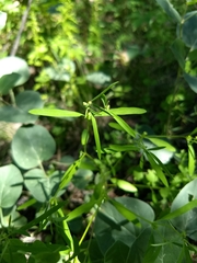 Euphorbia bilobata