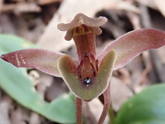 Chiloglottis triceratops