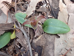 Chiloglottis triceratops