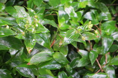 Tradescantia fluminensis
