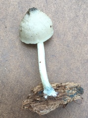 Pluteus americanus