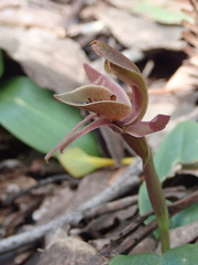 Chiloglottis triceratops