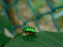 Chrysocoris stollii