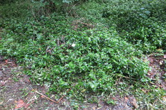Tradescantia fluminensis