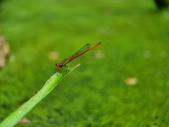 Ceriagrion chaoi