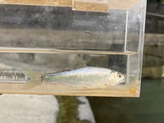 Opsariichthys pachycephalus