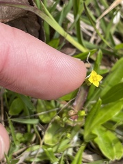 Cicendia quadrangularis