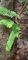 Phyllanthus emblica