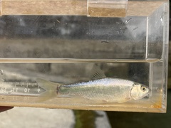 Opsariichthys pachycephalus