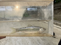 Opsariichthys pachycephalus