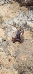 Opisthacanthus
