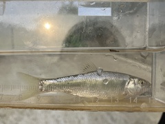 Opsariichthys pachycephalus