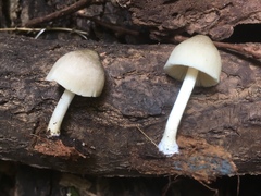 Pluteus americanus