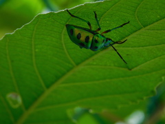 Chrysocoris stollii