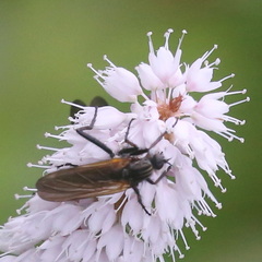 Empis tessellata