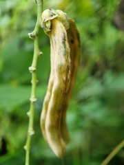 Mucuna