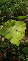 Macaranga peltata