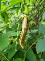 Mucuna