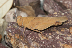 Tomonotus