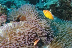 Amphiprion perideraion