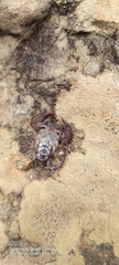 Opisthacanthus