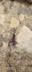 Opisthacanthus