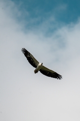 Haliaeetus leucogaster