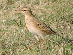 Anthus rufulus