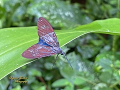 Cyclosia papilionaris nigrescens