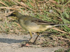 Motacilla tschutschensis
