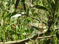 Acanthiza pusilla