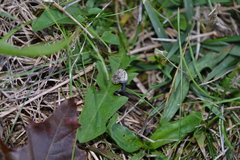 Backeljaia gigaxii