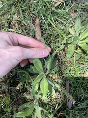 Plantago myosuros