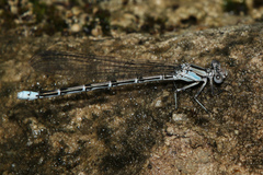 Argia tonto