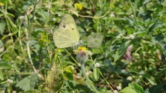 Colotis amata
